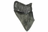 Partial Megalodon Tooth - Serrated Blade #272574-1